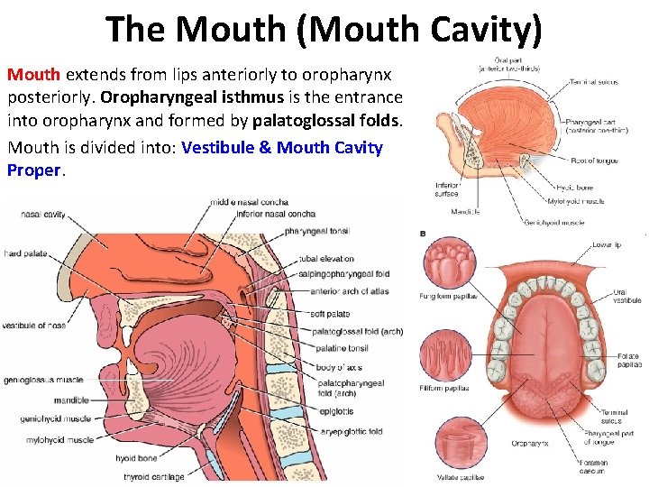 The Mouth (Mouth Cavity) Mouth extends from lips anteriorly to oropharynx posteriorly. Oropharyngeal isthmus