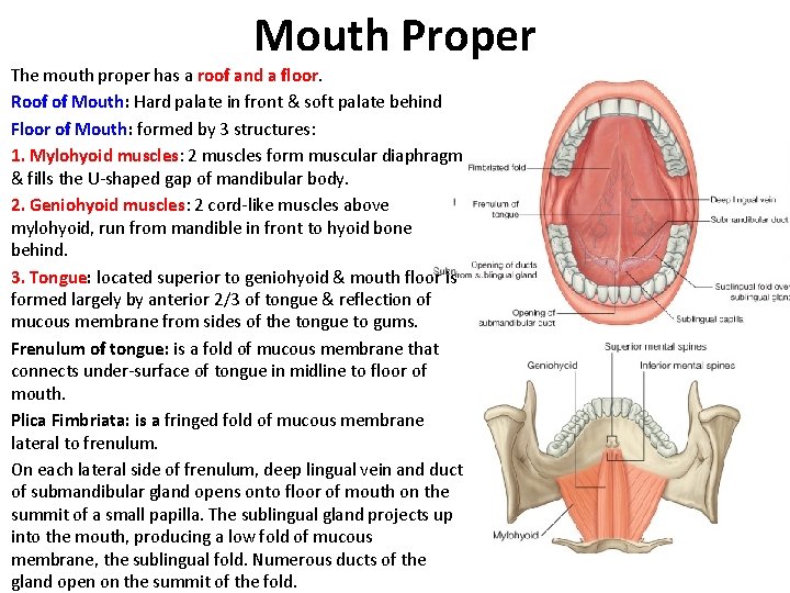 Mouth Proper The mouth proper has a roof and a floor. Roof of Mouth: