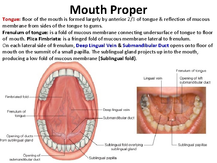 Mouth Proper Tongue: floor of the mouth is formed largely by anterior 2/3 of