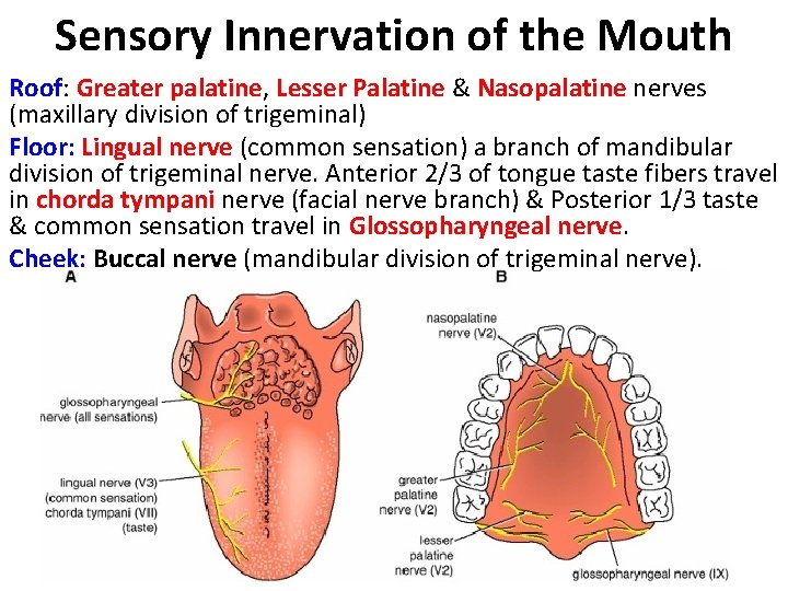 Sensory Innervation of the Mouth Roof: Greater palatine, Lesser Palatine & Nasopalatine nerves (maxillary