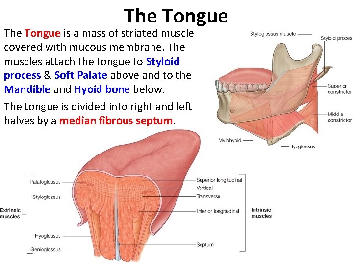 The Tongue is a mass of striated muscle covered with mucous membrane. The muscles