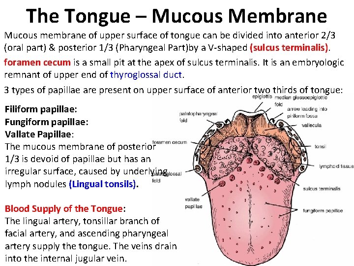 The Tongue – Mucous Membrane Mucous membrane of upper surface of tongue can be
