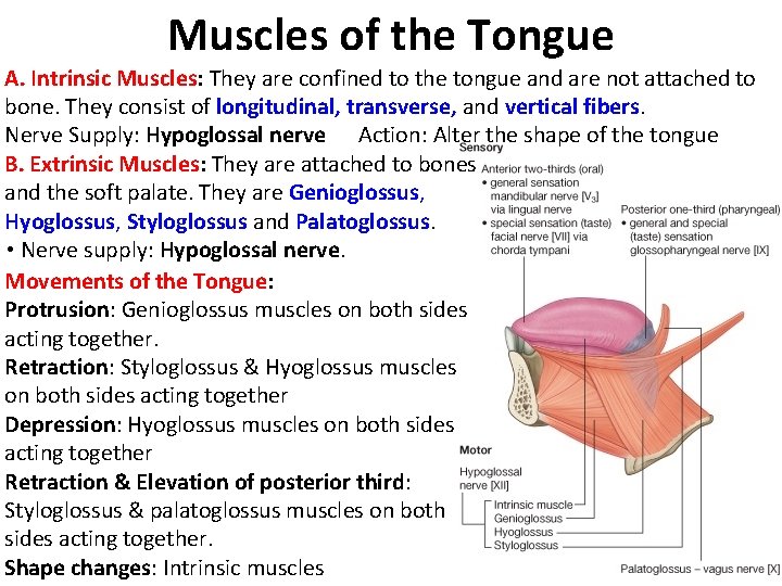 Muscles of the Tongue A. Intrinsic Muscles: They are confined to the tongue and