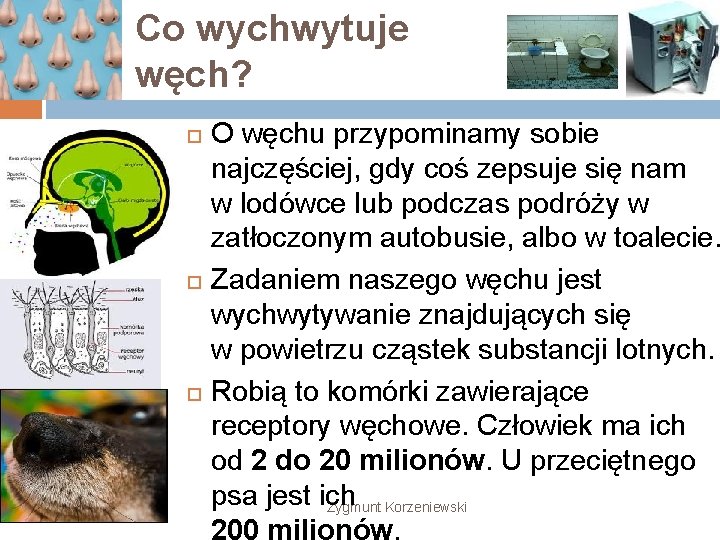 Co wychwytuje węch? O węchu przypominamy sobie najczęściej, gdy coś zepsuje się nam w Co wychwytuje węch? O węchu przypominamy sobie najczęściej, gdy coś zepsuje się nam w