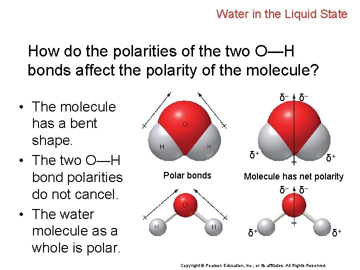 Water in the Liquid State How do the polarities of the two O—H bonds