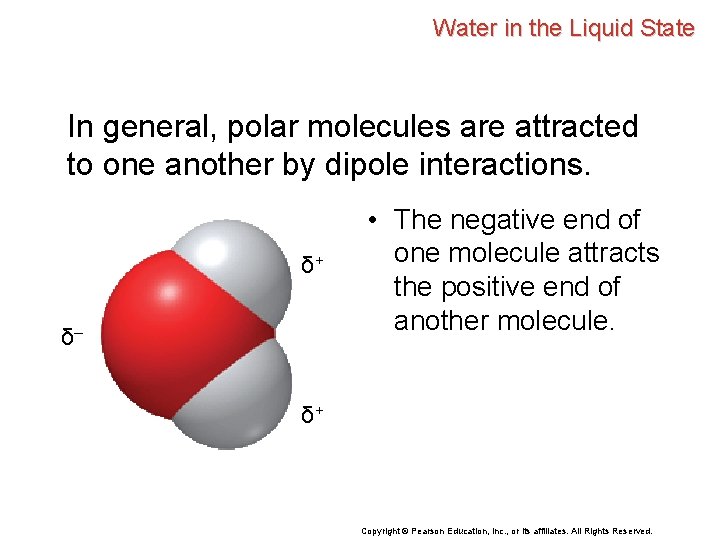 Water in the Liquid State In general, polar molecules are attracted to one another