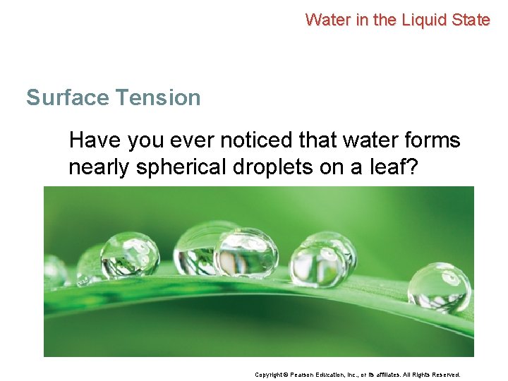 Water in the Liquid State Surface Tension Have you ever noticed that water forms