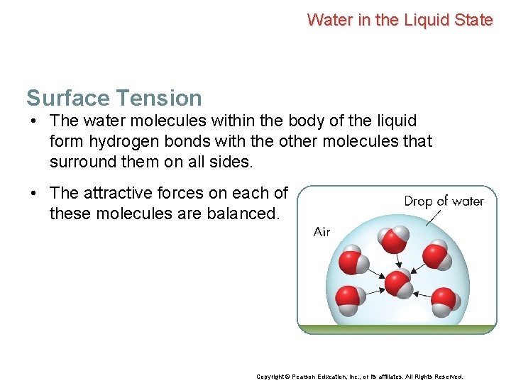 Water in the Liquid State Surface Tension • The water molecules within the body