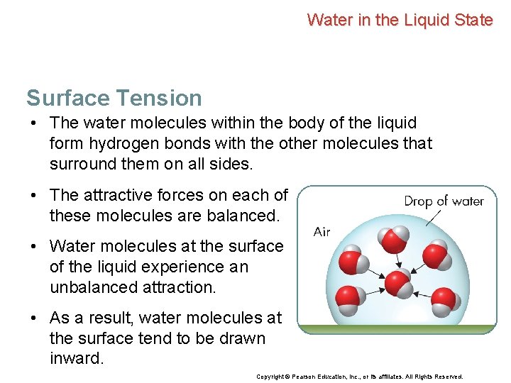 Water in the Liquid State Surface Tension • The water molecules within the body