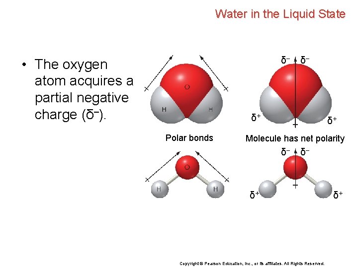 Water in the Liquid State δ– • The oxygen atom acquires a partial negative