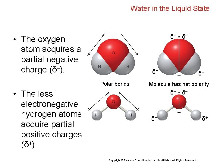 Water in the Liquid State δ– • The oxygen atom acquires a partial negative