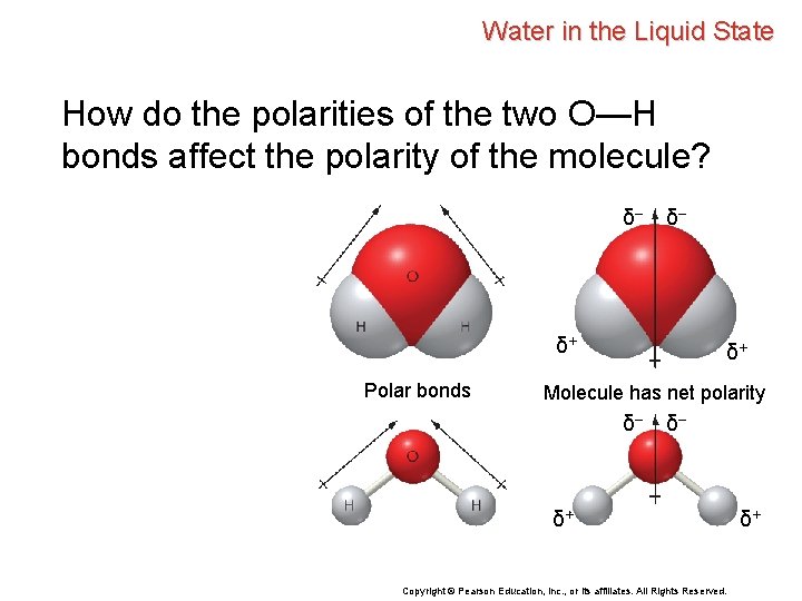 Water in the Liquid State How do the polarities of the two O—H bonds