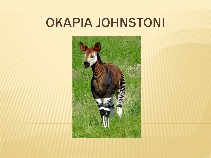 OKAPIA JOHNSTONI 