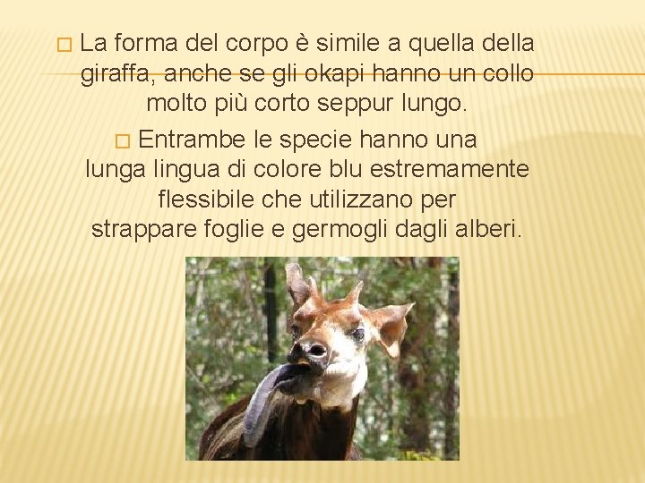 � La forma del corpo è simile a quella della giraffa, anche se gli