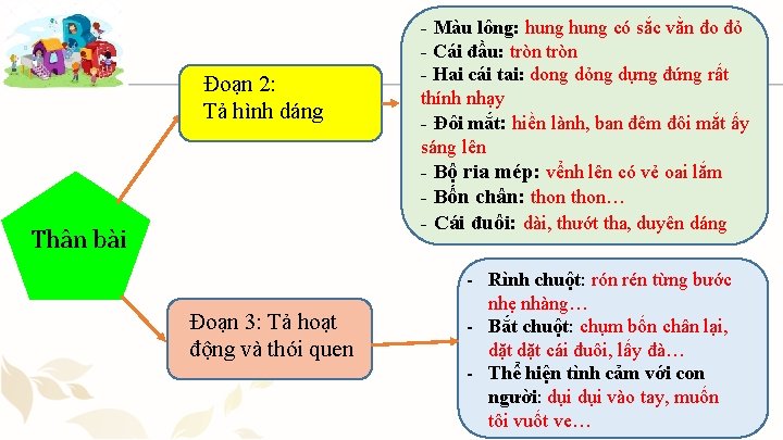 - Màu lông: hung có sắc vằn đo đỏ Đoạn 2: Tả hình dáng