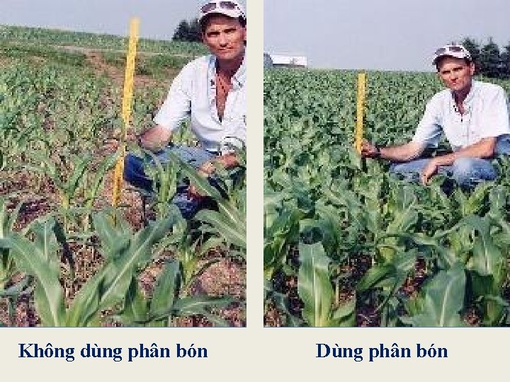 Không dùng phân bón Dùng phân bón 
