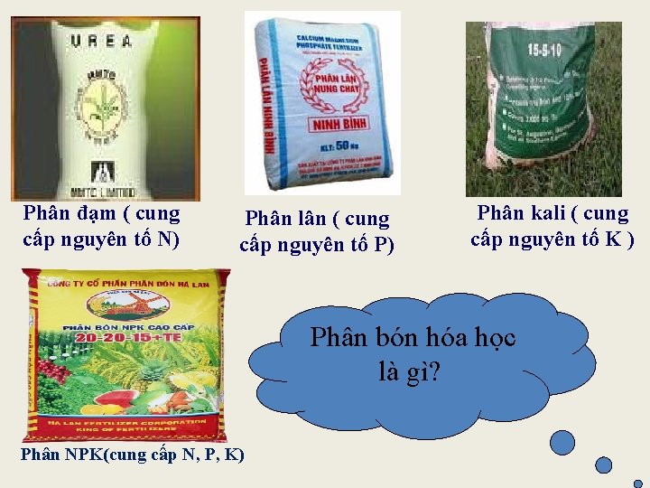 Phân đạm ( cung cấp nguyên tố N) Phân lân ( cung cấp nguyên