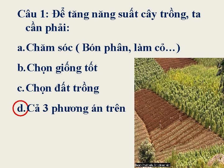Câu 1: Để tăng năng suất cây trồng, ta cần phải: a. Chăm sóc