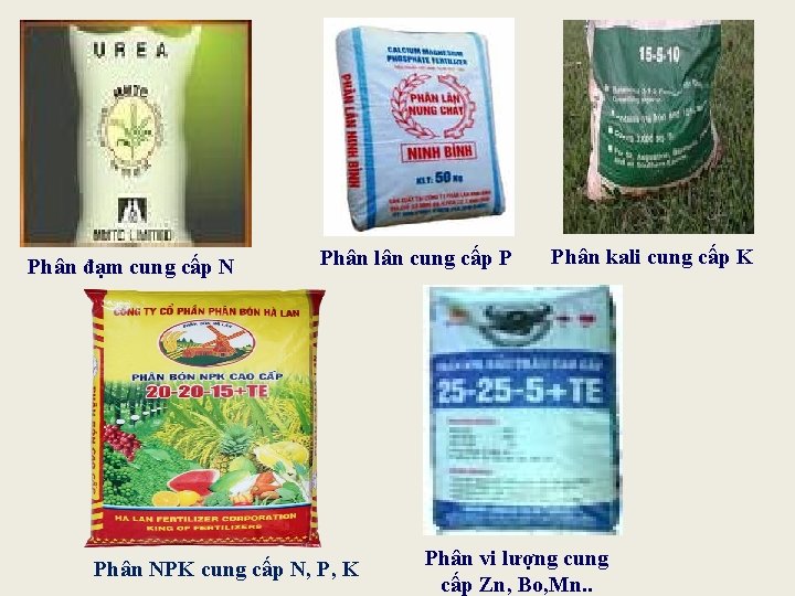 Phân đạm cung cấp N Phân lân cung cấp P Phân NPK cung cấp