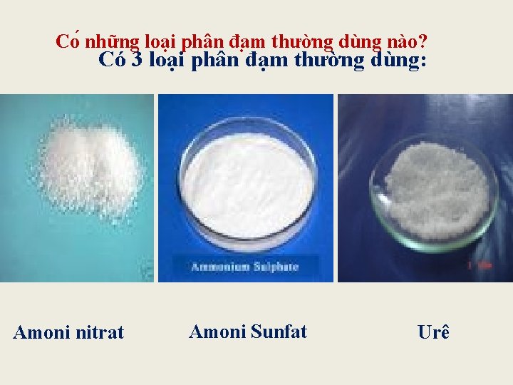 Co những loại phân đa m thường dùng nào? Có 3 loại phân đạm