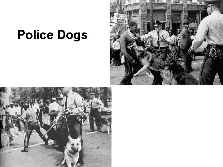 Police Dogs 