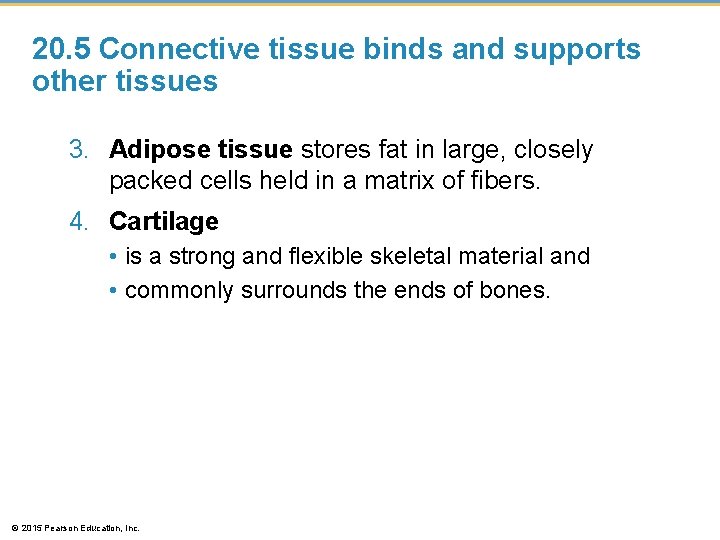 20. 5 Connective tissue binds and supports other tissues 3. Adipose tissue stores fat 20. 5 Connective tissue binds and supports other tissues 3. Adipose tissue stores fat