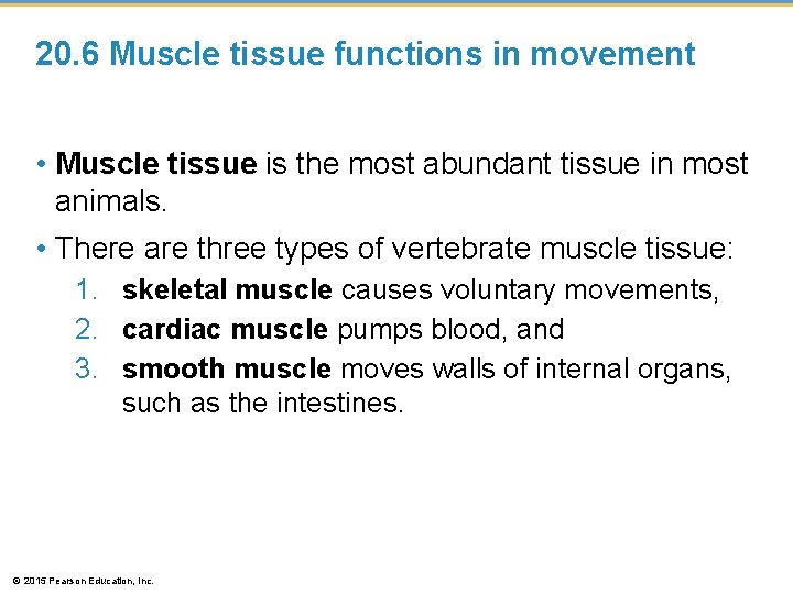 20. 6 Muscle tissue functions in movement • Muscle tissue is the most abundant 20. 6 Muscle tissue functions in movement • Muscle tissue is the most abundant