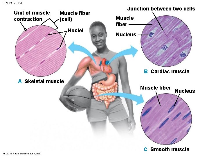 Figure 20. 6 -0 Unit of muscle contraction Muscle fiber (cell) Nuclei Junction between Figure 20. 6 -0 Unit of muscle contraction Muscle fiber (cell) Nuclei Junction between