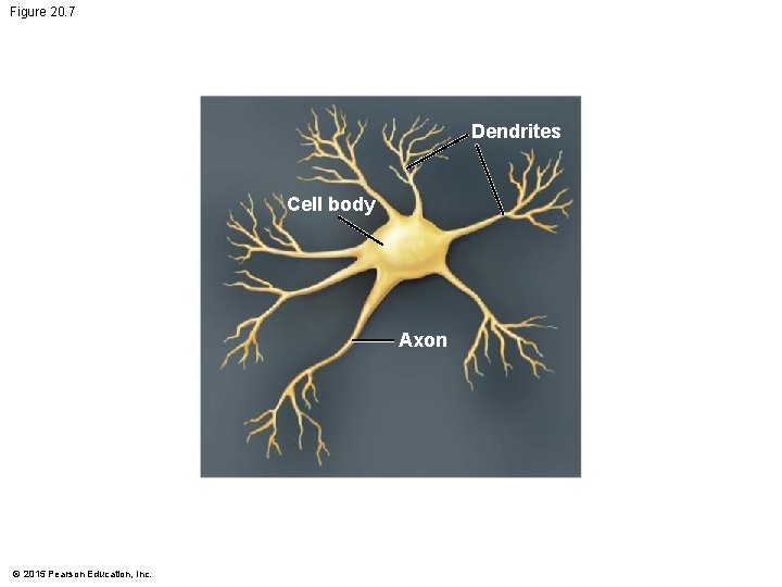 Figure 20. 7 Dendrites Cell body Axon © 2015 Pearson Education, Inc. Figure 20. 7 Dendrites Cell body Axon © 2015 Pearson Education, Inc.