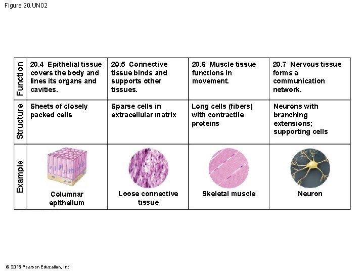 Example Structure Function Figure 20. UN 02 20. 4 Epithelial tissue covers the body Example Structure Function Figure 20. UN 02 20. 4 Epithelial tissue covers the body