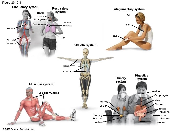 Figure 20. 10 -1 Circulatory system Nasal cavity Pharynx Respiratory system Integumentary system Hair Figure 20. 10 -1 Circulatory system Nasal cavity Pharynx Respiratory system Integumentary system Hair