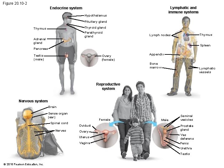 Figure 20. 10 -2 Lymphatic and immune systems Endocrine system Hypothalamus Pituitary gland Thyroid Figure 20. 10 -2 Lymphatic and immune systems Endocrine system Hypothalamus Pituitary gland Thyroid