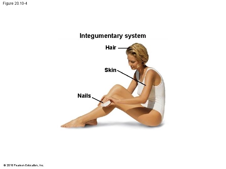 Figure 20. 10 -4 Integumentary system Hair Skin Nails © 2015 Pearson Education, Inc. Figure 20. 10 -4 Integumentary system Hair Skin Nails © 2015 Pearson Education, Inc.