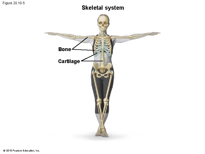 Figure 20. 10 -5 Skeletal system Bone Cartilage © 2015 Pearson Education, Inc. Figure 20. 10 -5 Skeletal system Bone Cartilage © 2015 Pearson Education, Inc.