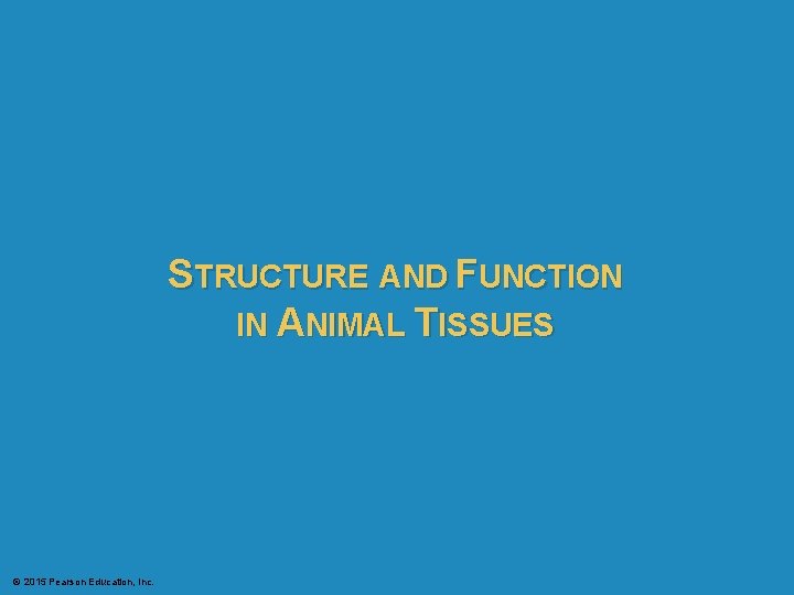 STRUCTURE AND FUNCTION IN ANIMAL TISSUES © 2015 Pearson Education, Inc. STRUCTURE AND FUNCTION IN ANIMAL TISSUES © 2015 Pearson Education, Inc.
