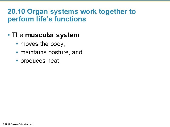 20. 10 Organ systems work together to perform life’s functions • The muscular system 20. 10 Organ systems work together to perform life’s functions • The muscular system