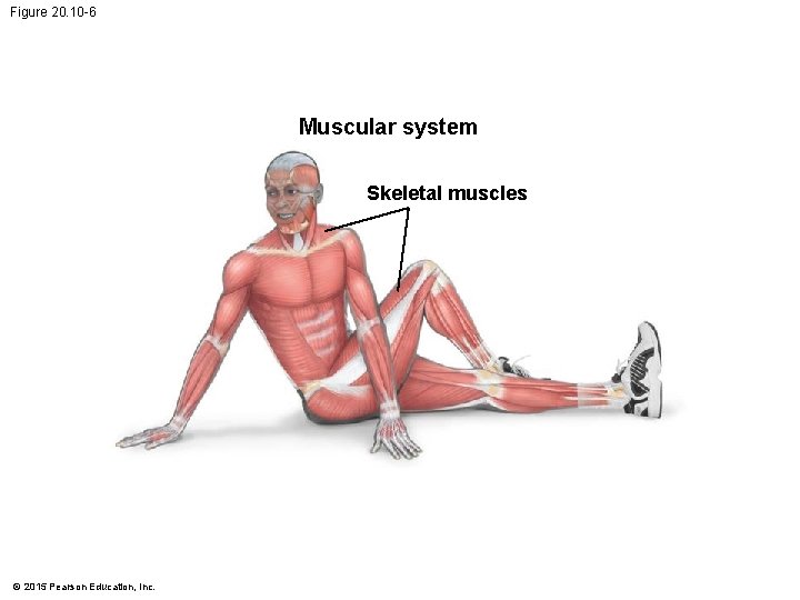 Figure 20. 10 -6 Muscular system Skeletal muscles © 2015 Pearson Education, Inc. Figure 20. 10 -6 Muscular system Skeletal muscles © 2015 Pearson Education, Inc.