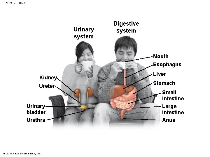 Figure 20. 10 -7 Urinary system Digestive system Mouth Esophagus Kidney Ureter Urinary bladder Figure 20. 10 -7 Urinary system Digestive system Mouth Esophagus Kidney Ureter Urinary bladder