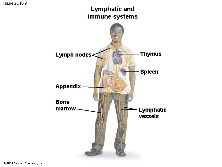 Figure 20. 10 -9 Lymphatic and immune systems Lymph nodes Thymus Spleen Appendix Bone Figure 20. 10 -9 Lymphatic and immune systems Lymph nodes Thymus Spleen Appendix Bone