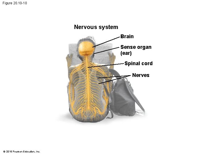 Figure 20. 10 -10 Nervous system Brain Sense organ (ear) Spinal cord Nerves © Figure 20. 10 -10 Nervous system Brain Sense organ (ear) Spinal cord Nerves ©