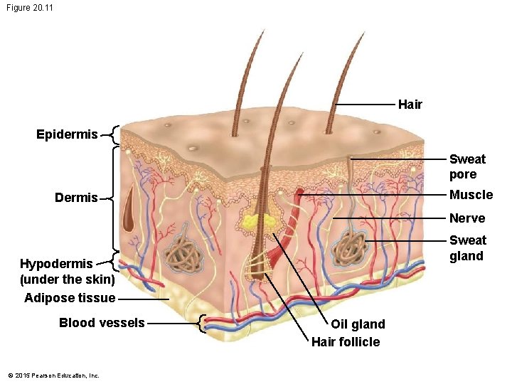 Figure 20. 11 Hair Epidermis Sweat pore Muscle Dermis Nerve Sweat gland Hypodermis (under Figure 20. 11 Hair Epidermis Sweat pore Muscle Dermis Nerve Sweat gland Hypodermis (under
