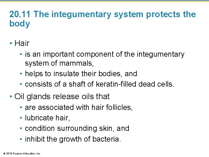 20. 11 The integumentary system protects the body • Hair • is an important 20. 11 The integumentary system protects the body • Hair • is an important