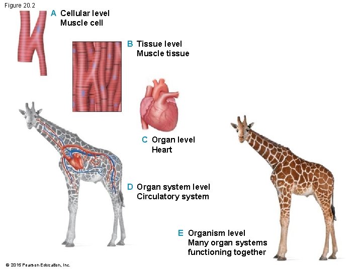 Figure 20. 2 A Cellular level Muscle cell B Tissue level Muscle tissue C Figure 20. 2 A Cellular level Muscle cell B Tissue level Muscle tissue C