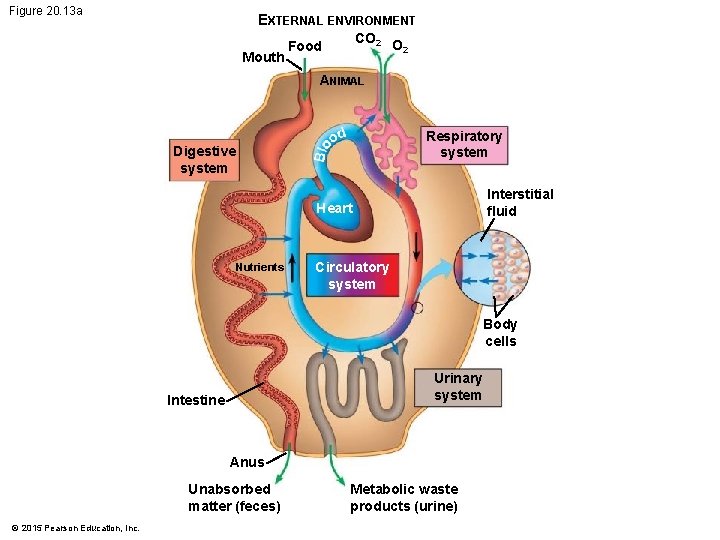 Figure 20. 13 a EXTERNAL ENVIRONMENT Mouth CO 2 Food O 2 ANIMAL Respiratory Figure 20. 13 a EXTERNAL ENVIRONMENT Mouth CO 2 Food O 2 ANIMAL Respiratory