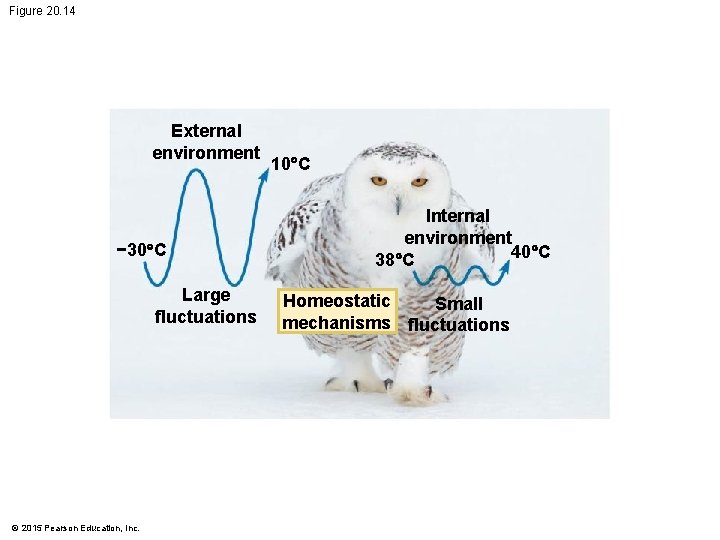 Figure 20. 14 External environment − 30 C Large fluctuations © 2015 Pearson Education, Figure 20. 14 External environment − 30 C Large fluctuations © 2015 Pearson Education,