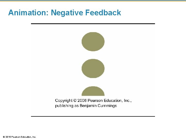 Animation: Negative Feedback © 2015 Pearson Education, Inc. Animation: Negative Feedback © 2015 Pearson Education, Inc.