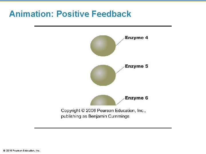 Animation: Positive Feedback © 2015 Pearson Education, Inc. Animation: Positive Feedback © 2015 Pearson Education, Inc.