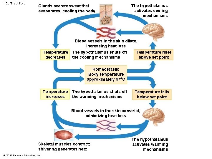 Figure 20. 15 -0 Glands secrete sweat that evaporates, cooling the body The hypothalamus Figure 20. 15 -0 Glands secrete sweat that evaporates, cooling the body The hypothalamus