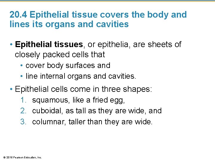 20. 4 Epithelial tissue covers the body and lines its organs and cavities • 20. 4 Epithelial tissue covers the body and lines its organs and cavities •