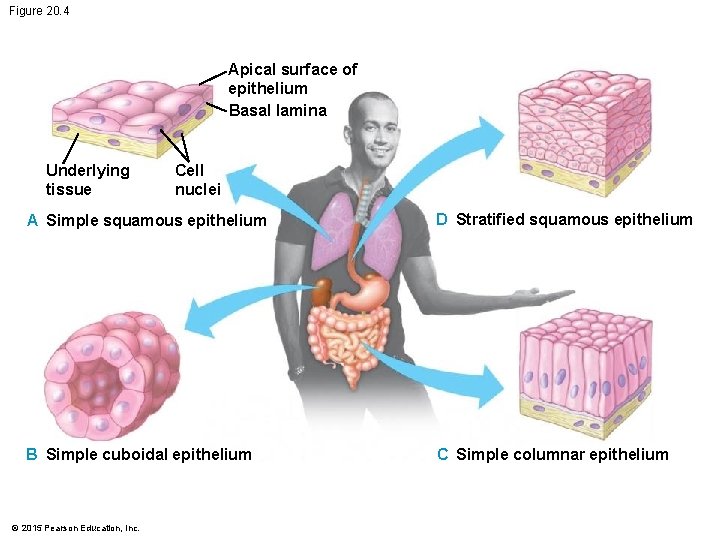 Figure 20. 4 Apical surface of epithelium Basal lamina Underlying tissue Cell nuclei A Figure 20. 4 Apical surface of epithelium Basal lamina Underlying tissue Cell nuclei A